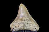 Serrated Megalodon Tooth - Indonesia #154615-1